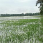 Lahan Persawahan Terkena Banjir Akibat Meluwapnya Air Aluran Dari Sungai IMG-20251003-WA0056