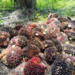 Hasil Produksi PT Mitco Jatu Menurun Akibat Banyaknya Oknum Dari Luar Daerah Mengklem