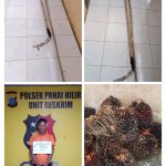 PELAKU PENCURIAN SAWIT DIAMANKAN POLSEK PANAI HILIR SAAT BERAKSI IMG_20260426_170551