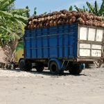 Diduga Mutu TBS Diabaikan, Pemasok Buah Sawit Disebut Masukkan Buah Mentah ke Sejumlah PKS PTPN IV Regional I dan Regional II IMG-20260530-WA0019