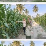 PENINJAUAN LAHAN TANAMAN JAGUNG BINAAN POLRES TANJUNG BALAI BERSAMA DINAS PERIKANAN, PANGAN DAN PERTANIAN KOTA TANJUNG BALAI