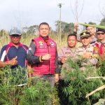 Satresnarkoba Polres Lampung Barat Temukan Diduga Tanaman Ganja di Lahan Belukar Pekon Teba Pring Jaya IMG-20260929-WA0002